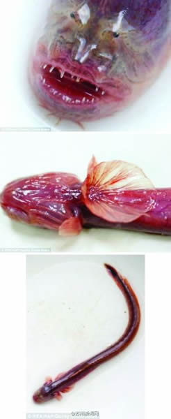 太湖捕捞到恐怖“须鳗虾虎鱼”