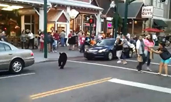 ����һͷ�������̴��������ɢ����Χ��