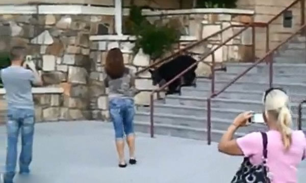 ����һͷ�������̴��������ɢ����Χ��