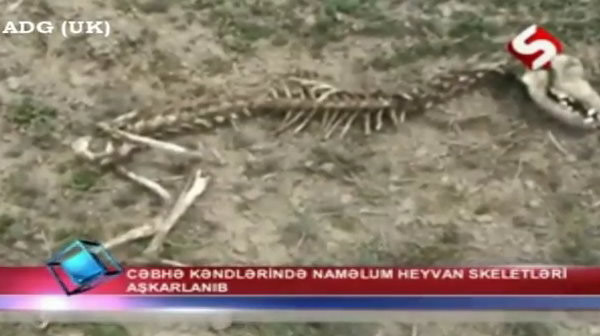 亚塞拜然共和国境内发现一副神秘动物骸骨