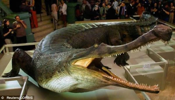 史前鳄鱼能像狗一样快速奔跑,以躲避食肉性恐龙的猎杀。这一结论是根据一项最新研究得出的,该研究首次向我们展示了这些爬行动物是如何在恐龙统治的世界不断进化的