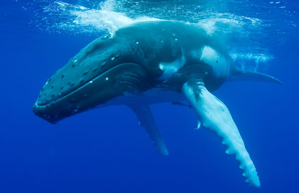 �����ṩ�˾�����һ���нӴ�����Ⱦ��ļ���