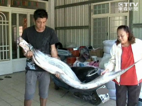 ̨��̨�����ﺣ�򲶻����ϻʴ��㡱