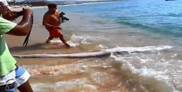 墨西哥南部6公尺长皇带鱼被冲上海岸