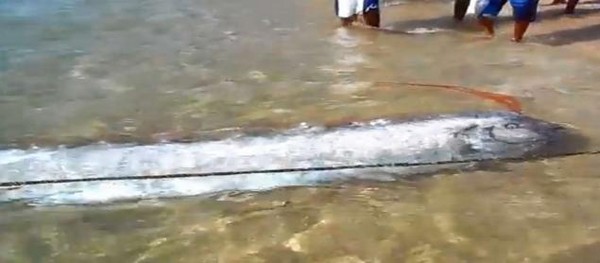 墨西哥南部6公尺长皇带鱼被冲上海岸