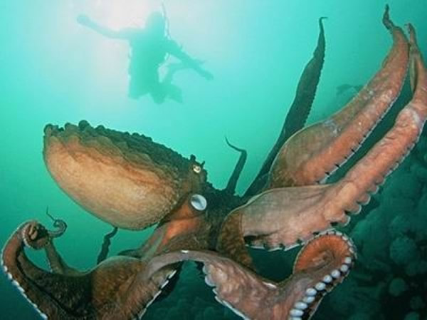 ѧΪеȷδֵĴ󺣹