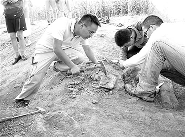 莱阳白垩纪恐龙化石挖掘现场探访记