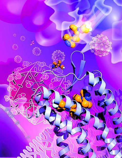 抗HIV药物“马拉维若”通过与CCR5结合,将其锁定在非活性状态,从而抵制HIV侵染人体细胞。