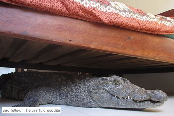 津巴布韦一男子床下躺有鳄鱼竟整晚不知