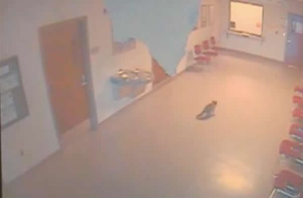 ����С��ܶ�������