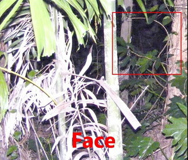 越来越多人宣称自己拍到「野人」在树林间移动