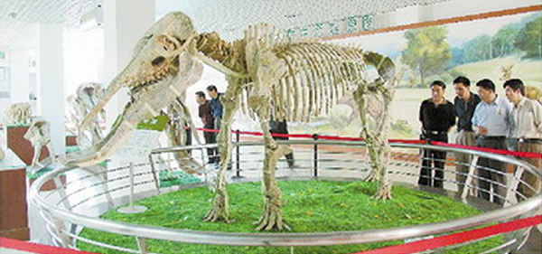 和政古动物化石展在厦门市博物馆举行