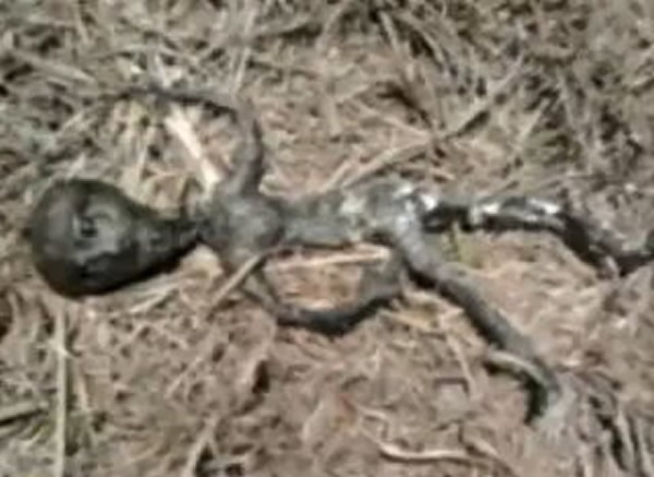 巴西民众拍到外星人干尸?