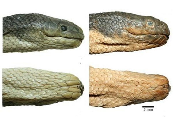 左边是「亚洲海蛇」,右边是「澳洲海蛇」。