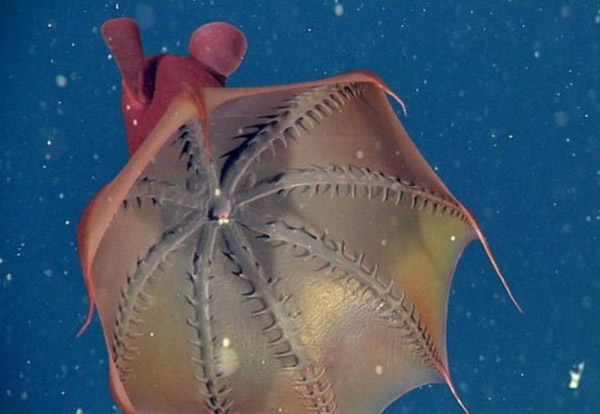 吸血鬼乌贼其实并不杀生