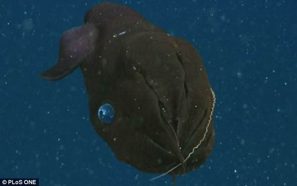 吸血鬼乌贼其实并不杀生