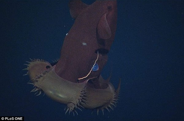 吸血鬼乌贼其实并不杀生