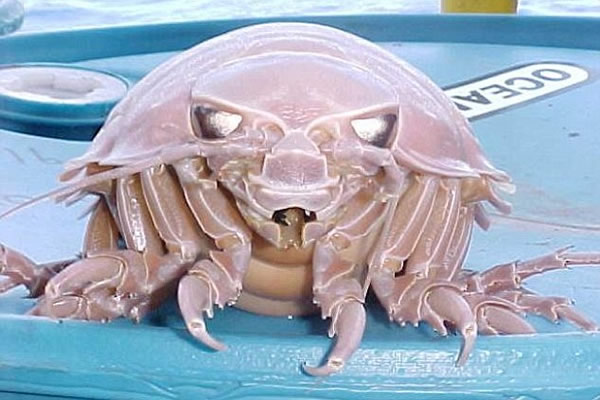 深海“大王具足虫”攻击人类观测站