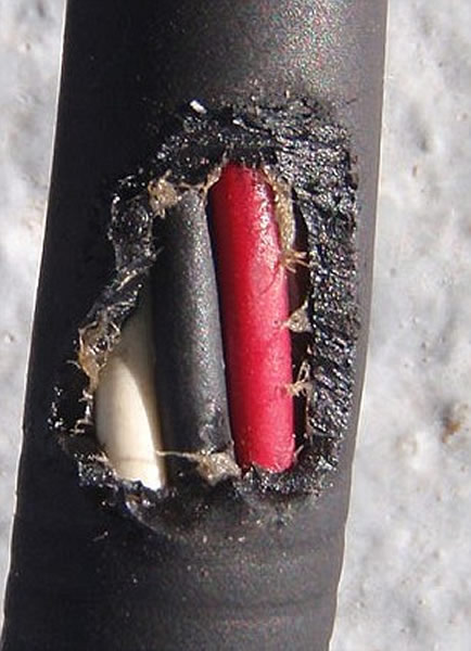 深海“大王具足虫”攻击人类观测站