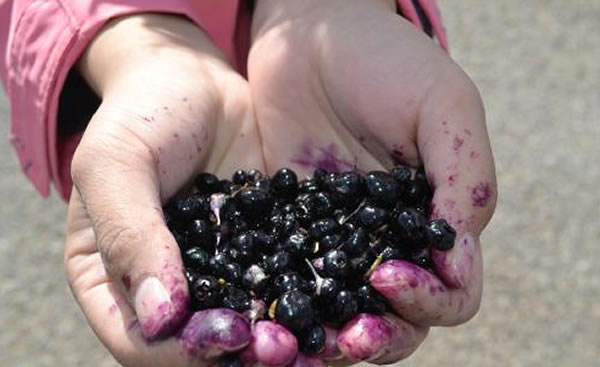 青海野生黑枸杞遭疯狂采摘
