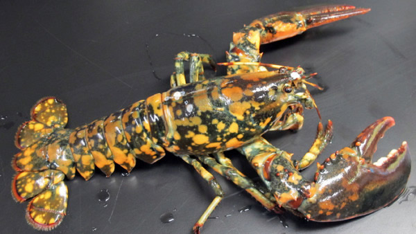 美国缅因州捕获“熔岩龙虾”,出现机率仅3千万分之1
