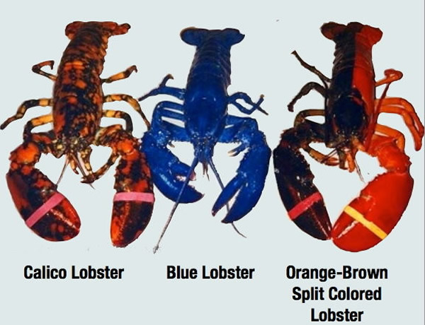 最左边为「熔岩龙虾」、中间为「蓝龙虾」、最右为双色的「阴阳龙虾」。