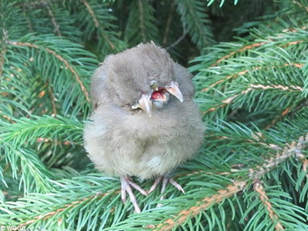 ����һ�Һ�Ժ���֡�˫ͷ����񡱣���ʵ�Ǳ�����ȸ