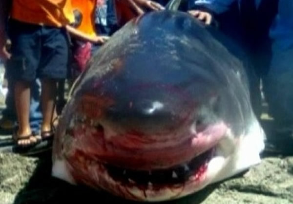 墨西哥渔民捕获可能是史上最大的大白鲨