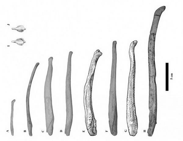 远古熊阴茎化石首次揭晓灭绝熊物种的生活和交配方式