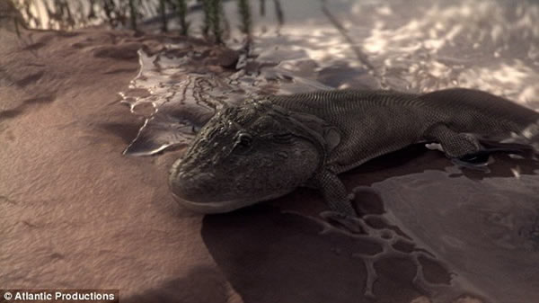 阿滕伯勒探索脊椎动物如何首次离开水域,并在加拿大北部地区寻找骨骼化石,图为长着简单四肢最早离开浅水的提塔利克鱼