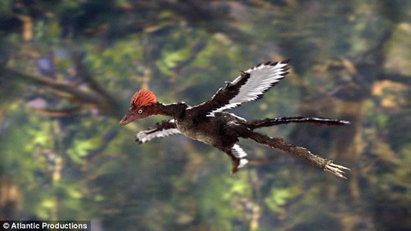 阿滕伯勒对最早的有羽恐龙骨骼化石进行研究分析