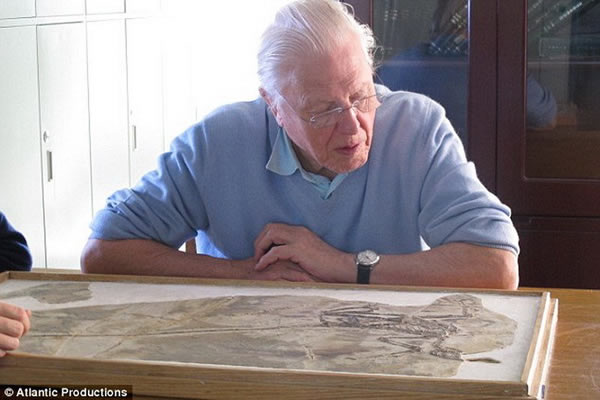 云南陆丰恐龙国家地质公园火山灰中保存了体型微小的树栖恐龙,它们叫做近鸟龙,长着现代鸟类的羽毛。最初这些羽毛是用于取暖,之后适用于飞行