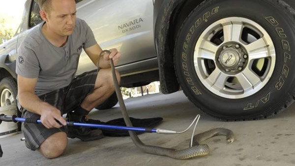澳大利亚男子误将世界上毒性第二强的毒蛇“东部棕蛇”当蟒蛇救助