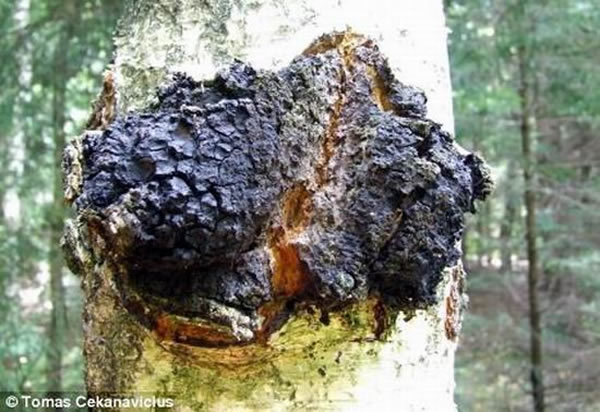 俄罗斯科学家表示,生长在西伯利亚的桦褐孔菌蘑菇可作为治疗艾滋病的新型药物