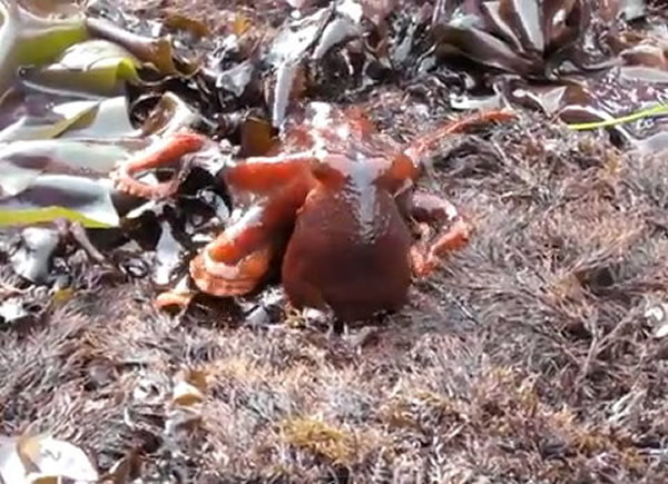 美国加州一只章鱼竟然光天化日下爬上岸“散步”