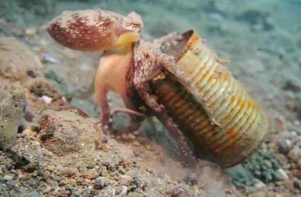 海底发现一只“最环保章鱼”拖着一个罐头