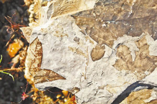 化石中有多种古植物