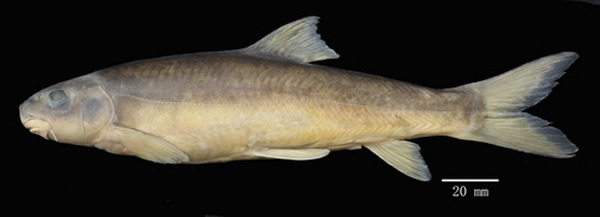 �����Ѹ���