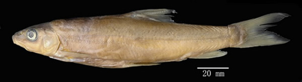 �����Ѹ���