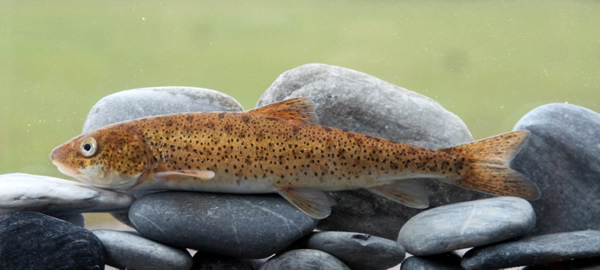 �е�Ҷ����