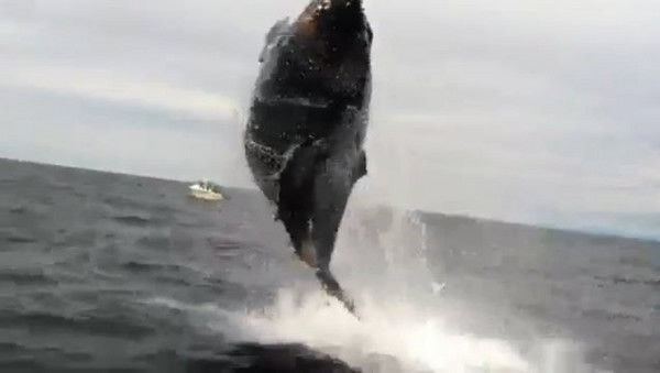 ��ͷ��Ծ��������з������Ѵ�Ū��