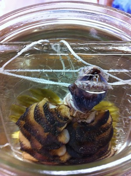 南极洲海底有一种外型恐怖的“巨型海鳞虫”