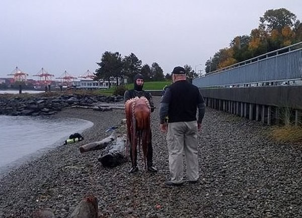 美国19岁渔夫秀捕章鱼战果引来杀身之祸