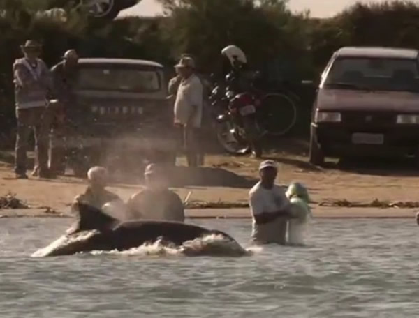 在这里,渔民和海豚建立起互相信赖的友谊,用最原始的方式捕捞。