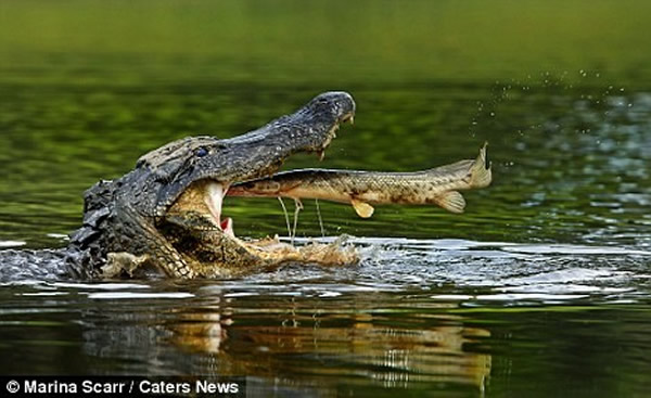 短吻鳄打哈欠 雀鳝刚好跳起直接飞进鳄鱼嘴里