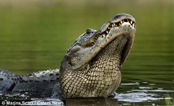 短吻鳄打哈欠,雀鳝刚好跳起直接飞进鳄鱼嘴里