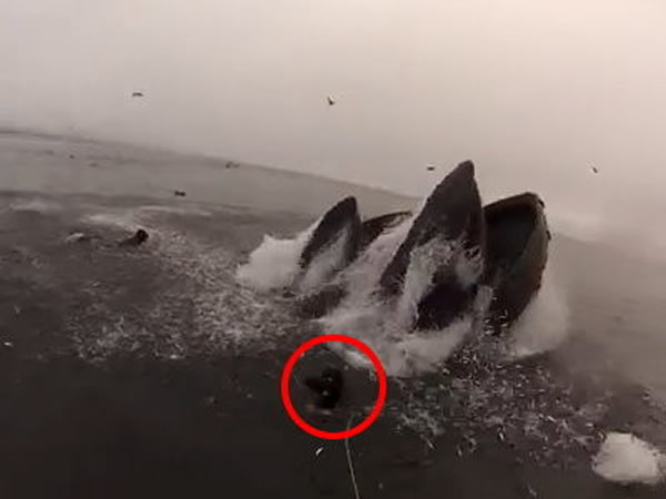 ��ͷ���Ŵ�ڲ�ʳ���ս�ǱˮԱ���¶ǡ�