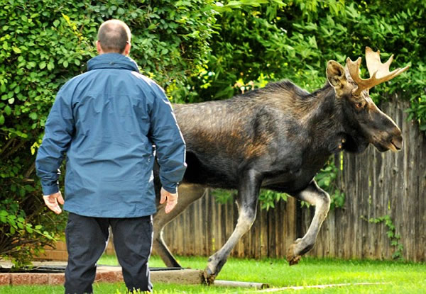 美国一头大型野生驼鹿误闯居民区游荡数周终被捕