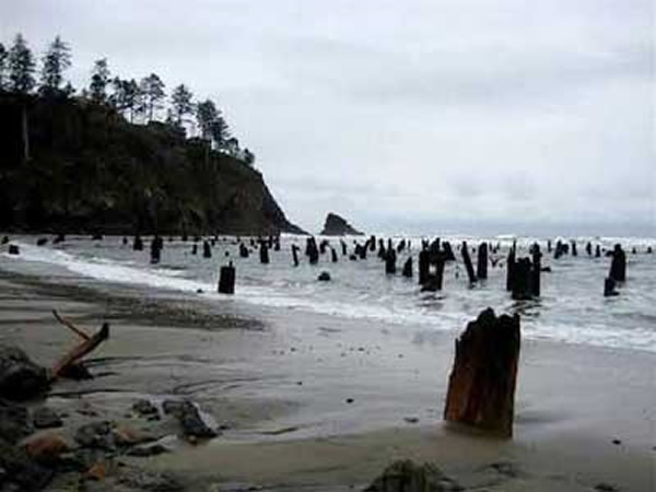 美国俄勒冈州海滩惊现2000年前“幽灵森林”