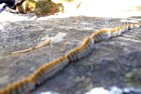 ����ɽ��ײ������һĻ�����԰ټ�ëë��ͷβ�����ǰ�䶯